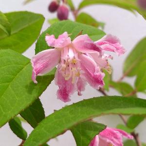 ウツギ ピンク 花の苗 の商品一覧 苗 花 ガーデニング 通販 Yahoo ショッピング