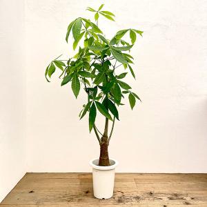 観葉植物：パキラ ミルキーウェイ*斑入り 5号プラポット : 遊恵盆栽