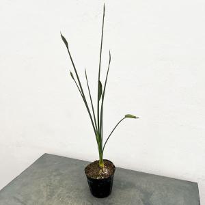 蘭 バルボフィラム モニリフォルメ Bulbophyllum moniliforme 板付き