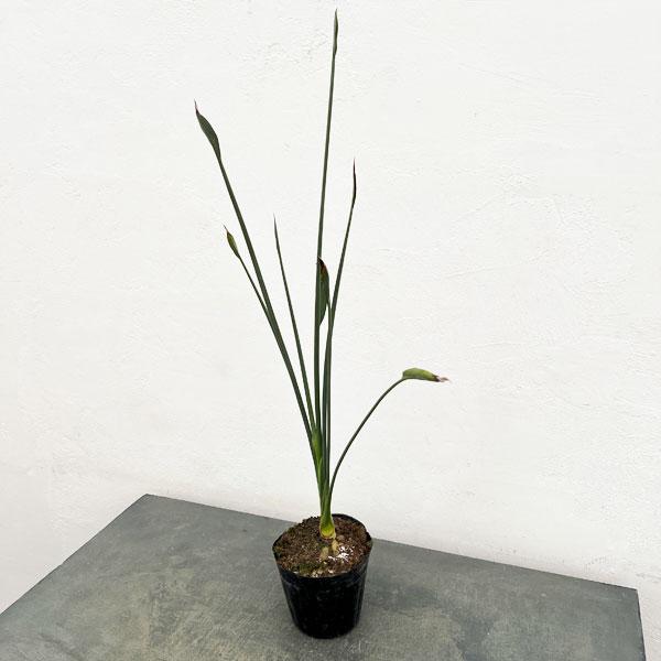 観葉植物 ストレリチア ユンケア（根上仕立て） 5号ポット（ノンリーフ）