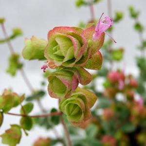 草花の苗 サマーセール （わけあり特価）オレガノ ディクタムナス3号ポット