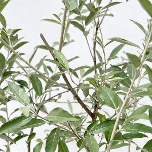 オリーブ シプレッシーノ 果樹の苗木 5号/1個売り オリーブの実 植木