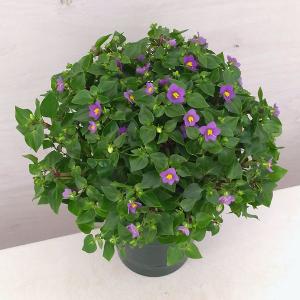 （わけあり特価）エキザカム ロイヤルディン ディープブルー4号鉢植え