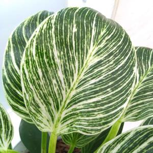 白い斑入りの葉 観葉植物 の商品一覧 花 ガーデニング 通販 Yahoo ショッピング