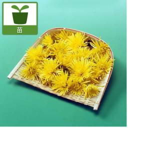 食用 菊 種 花 ガーデニング の商品一覧 通販 Yahoo ショッピング