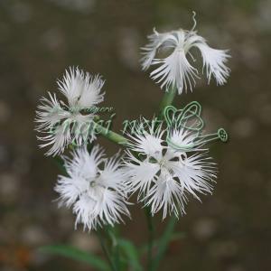 枝垂れ梅　シダレウメ 白花 苗木　2 000000034919-01.jpg?size=l&w=