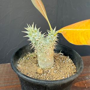 ☆特価☆コーデックス：パキポディウム グラキリス 実生 S*塊根幅0.8