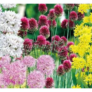 球根 26年9月中下旬予約 アリウム スペシャル...の商品画像