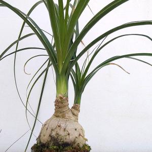 おしゃれ 着生植物 観葉植物：ネオレゲリア ファイヤーボール*5号吊り
