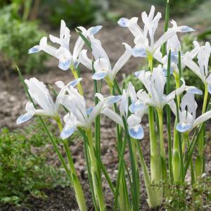 球根 26年9月中下旬予約 アイリス レティキュラータ フローズンプラネット5球入り