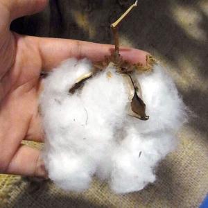 草花の苗 ワタ(綿）コットン坊や3号ポット