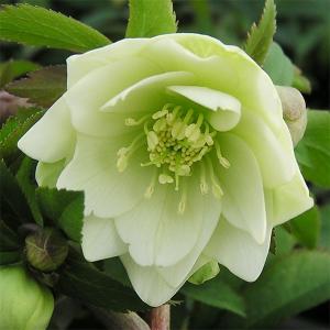 ダブルファンタジー 八重咲きクリスマスローズ 3号ポット 苗 : 苗木部