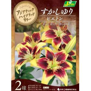 球根 26年10月中下旬予約 ユリ（すかし百合） ピエトン2球入り