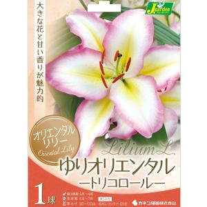 球根 26年10月中下旬予約 ユリ オリエンタルリリー（キャプテン）トリコロール1球入り