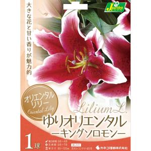 球根 26年10月中下旬予約 ユリ オリエンタルリリー キングソロモン1球