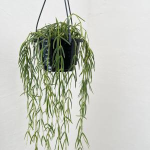観葉植物 特大 サンスベリア 樹脂製特大鉢クリアブラック 開店祝 開業