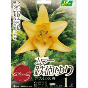 球根 26年10月中下旬予約 ユリ カラー鉄砲ゆり ディファレンス1球入り