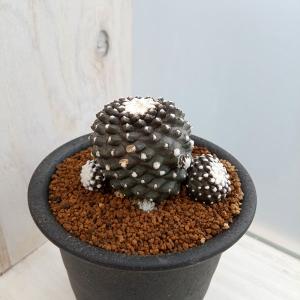サボテン：ギムノカクタス 黒槍丸 実生*幅5cm : 遊恵盆栽 Yahoo!店