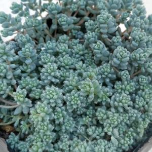 塊根植物：アデニア ペチュエリー*幅15cm 現品！一品限り : 遊恵盆栽