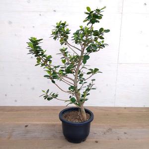 パンダガジュマルの商品一覧 通販 Yahoo ショッピング