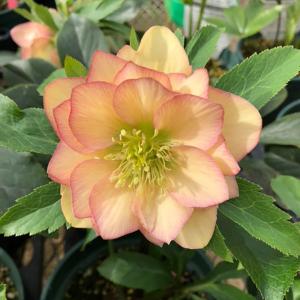 完全生産者限定品 クリスマスローズ ゲス guess 花 苗 鉢植え 5号