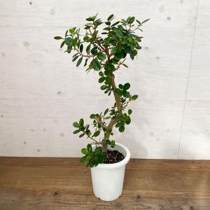 ガジュマル 苗の商品一覧 通販 Yahoo ショッピング