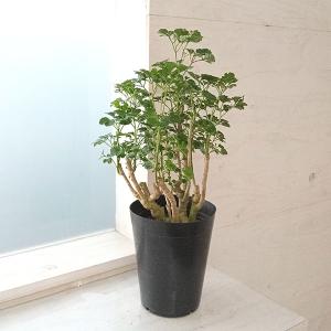 ポリシャス 観葉植物の商品一覧 通販 Yahoo ショッピング