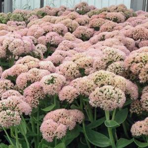 セダム 花 ピンク 花 ガーデニング の商品一覧 通販 Yahoo ショッピング