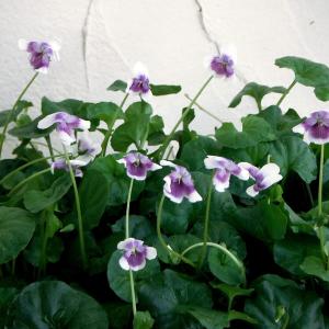 スミレ 苗の商品一覧 通販 Yahoo ショッピング