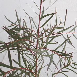 ユーカリ苗 苗木 植木 の商品一覧 花 ガーデニング 通販 Yahoo ショッピング