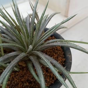 現品 観葉植物 アロエ ディコトマ 8号鉢 大型 多肉植物 大株 aloe