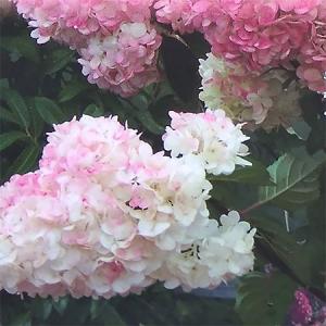 花木 庭木の苗 ノリウツギ（糊空木） バニラストロベリー3.5-4号ポット