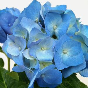 紫陽花 苗 大輪 花の苗 の商品一覧 苗 花 ガーデニング 通販 Yahoo ショッピング