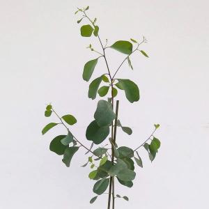 ユーカリ苗 苗木 植木 の商品一覧 花 ガーデニング 通販 Yahoo ショッピング