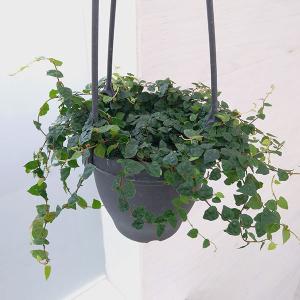 フィカスプミラミニマの商品一覧 通販 Yahoo ショッピング