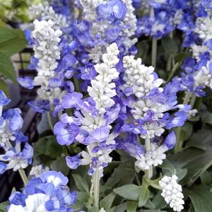 園芸ネット サルビア セージ の仲間 草花の苗 Yahoo ショッピング