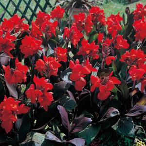 ビオラ 神戸べっぴんさん ブルージャスミン アソート 3.5号ポット苗