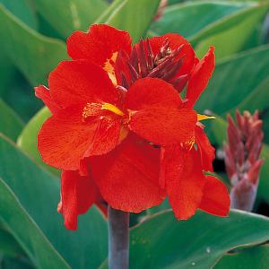 クリスマスローズ グロッシー 深紅レッドダブル 開花株 クリスマスローズ開花株 SDグロッシーカラー☆カラス葉グロスレッド