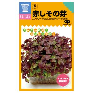 モヤシの種(スプラウト栽培用) 赤しその芽 タネの商品画像
