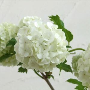 ビバーナム スノーボール 花の苗 の商品一覧 苗 花 ガーデニング 通販 Yahoo ショッピング