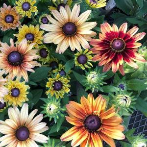 アツモリソウ交配種花1芽株 : 岩崎園芸ネットストア Yahoo店 - 通販
