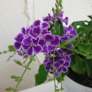 デュランタ宝塚の商品一覧 通販 Yahoo ショッピング