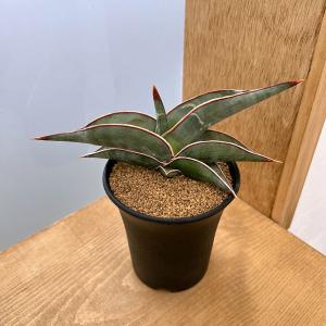 観葉植物 サンセベリア ピングイキュラ バリエガータ（斑入） 3号