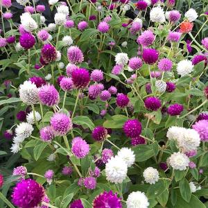 センニチコウ 花の商品一覧 通販 Yahoo ショッピング