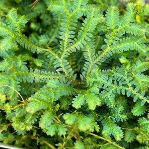 観葉植物 コンテリクラマゴケ(レインボーファーン...の商品画像