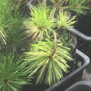 赤松 蛇の目赤松 苗 全高70〜80cm 斑入り 松 6号ポット 盆栽 庭木