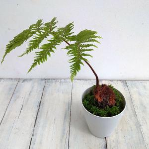 おしゃれ 観葉植物 キンモウコウ：ゴールデンモンキー タカワラビ*金毛