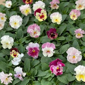 草花の苗 ビオラ ロカハーツ ホルシス3.5号ポット : 園芸ネット - 通販