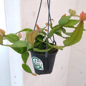 観葉植物 サマーセール リプサリス エリプティカ...の商品画像