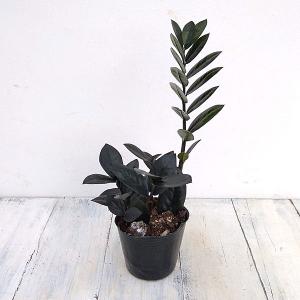 ザミオクルカス 黒 観葉植物 の商品一覧 花 ガーデニング 通販 Yahoo ショッピング
